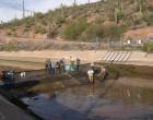 srp-20fish-20survey-20above-20barrier