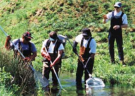 People electrofishing a stream