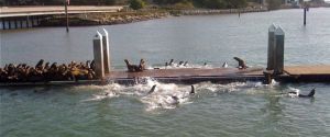 Moss Landing Sea Lion Exclusion Test