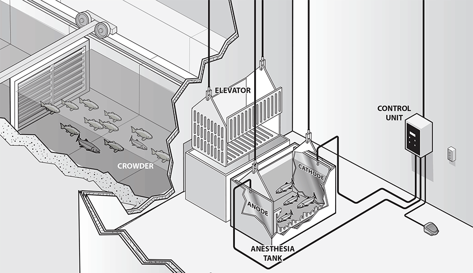 Typical EA-1000B hatchery installation